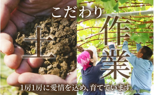 【先行予約】【種なし】上野梨園のナガノパープル 約1kg 【朝採れ】【秀品】農園直送【上野の葡萄】 / ぶどう フルーツ 果物 くだもの 贈答 お土産 種なし 旬 皮ごと食べる ポリフェノール 美容 レスベラトロール ぶどう狩り 巨峰  甘い 大粒 新鮮 濃厚 ※2026年8月下旬より順次発送 [aw077-a015]