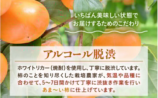 【先行予約】【種なし】 甘い！越前柿12個入り 脱渋済み 本場柿原郷で収穫 ※2026年10月中旬以降順次発送予定 [aw082-a001]