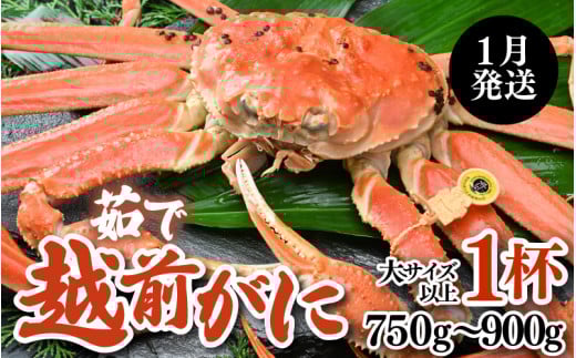 【先行予約】【1月発送限定】茹で越前がに 1杯 750g～900g（大サイズ以上）《新鮮！茹でたてを発送》／ 高級 福井 ブランド ズワイガニ 黄色タグ ボイル 冷蔵 蟹 カニ 期間限定 【最終受付1月28日まで】※2026年1月上旬～2026年1月下旬で発送 [aw002-x003_01]