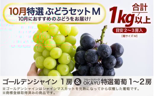 【先行予約】【訳あり】10月特選 ぶどうセットM 1kg以上（2～3房）／ 葡萄 シャインマスカット 完熟 ゴールデン シャイン 品種 おまかせ あわら 農家おすすめ ※2026年10月より順次発送 [aw007-a002]