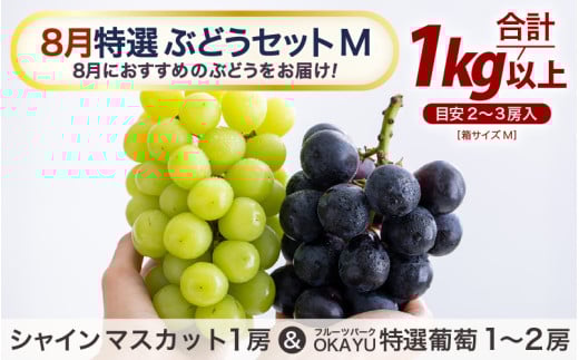 【先行予約】8月特選 ぶどうセットM　1kg以上（2～3房）／ 葡萄 シャインマスカット シャイン 品種 おまかせ あわら 農家おすすめ ※2026年8月より順次発送 [aw007-a003]