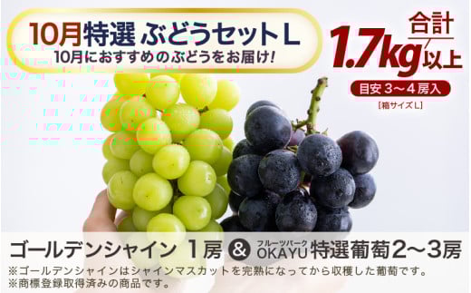 【先行予約】【訳あり】10月特選 ぶどうセットL 1.7kg以上（3～4房）／ 葡萄 シャインマスカット 完熟 ゴールデン シャイン 品種 おまかせ あわら 農家おすすめ ※2026年10月より順次発送 [aw007-b001]