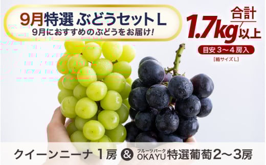 【先行予約】9月特選 ぶどうセットL 1.7kg以上（3～4房）／ 葡萄 クイーンニーナ 品種 おまかせ あわら 農家おすすめ ※2026年9月より順次発送 [aw007-b003]