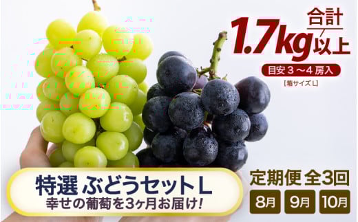【先行予約】【訳あり】＜全3回定期便＞特選 ぶどうセットL（8月・9月・10月）1.7kg以上（各月3～4房）／ 葡萄 ナガノパープル シャインマスカット ゴールデン シャイン 品種 おまかせ あわら 農家おすすめ ※2026年8月より順次発送 [aw007-f001]