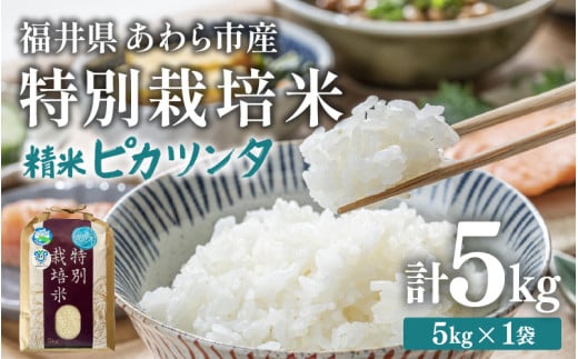 【令和7年産】化学肥料不使用 特別栽培米 ピカツンタ 精米 5kg / 白米 米 福井県あわら市産 美味しい 特別栽培米 減農薬 安心な米 旨味 甘み もっちり 冷蔵保管米 [aw010-a015]