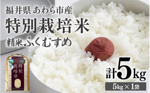 【令和7年産】化学肥料不使用 特別栽培米 ふくむすめ 精米 5kg / 白米 米 福井県あわら市産 美味しい 特別栽培米 減農薬 安心な米 旨味 甘み もっちり 冷蔵保管米 [aw010-a021]