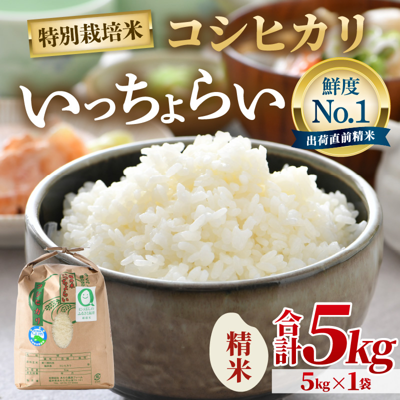 【先行予約】【令和8年産・新米】【一等米】特別栽培米 いっちょらい 精米 5kg ／福井県産 ブランド米 コシヒカリ ご飯 白米 新鮮 大賞 受賞 ※2026年10月上旬以降順次発送予定 [aw012-a032]