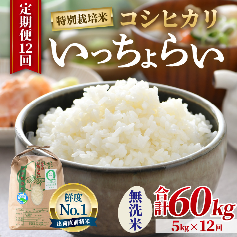 【先行予約】【令和8年産・新米】【一等米】《定期便12回》特別栽培米 いっちょらい 無洗米 5kg × 12回（計60kg）／ 福井県産 ブランド米 コシヒカリ ご飯 白米 新鮮 大賞 受賞 ※2026年10月上旬以降順次発送予定 [aw012-l008]