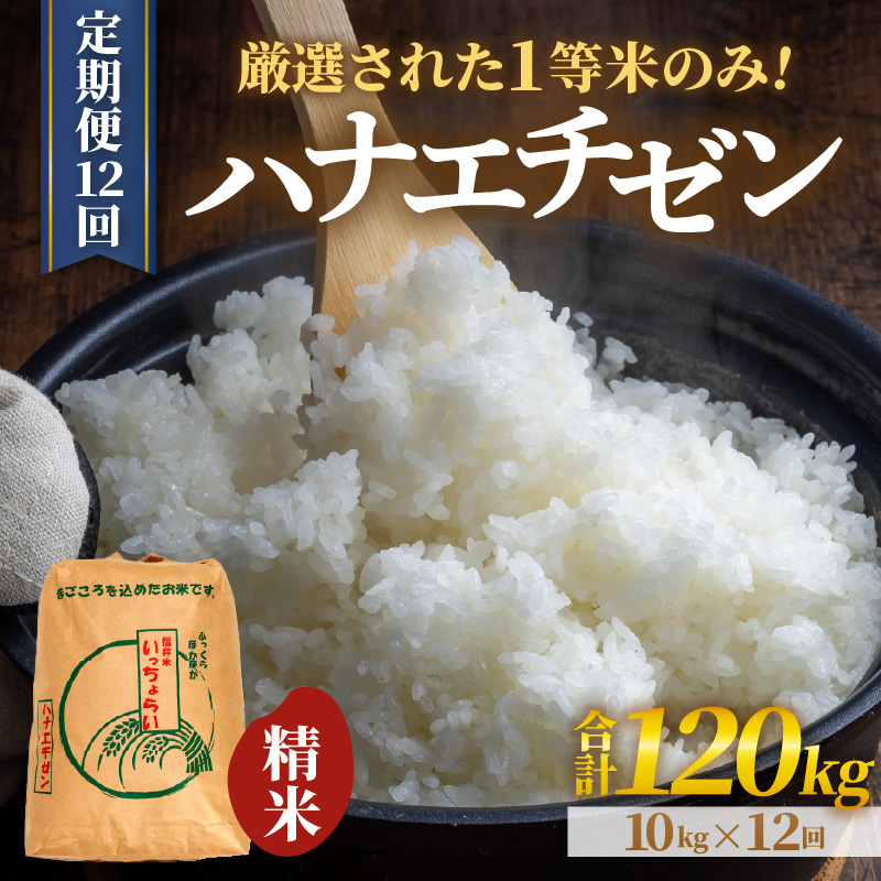 【令和7年産・新米】【一等米】 ＜定期便12回＞ ハナエチゼン 精米 10kg × 12回（120kg）《発送直前精米！》 ／ 福井県産 ブランド米 ご飯 白米 お米 コメ 新鮮 大賞 受賞 新米 [aw012-o004]
