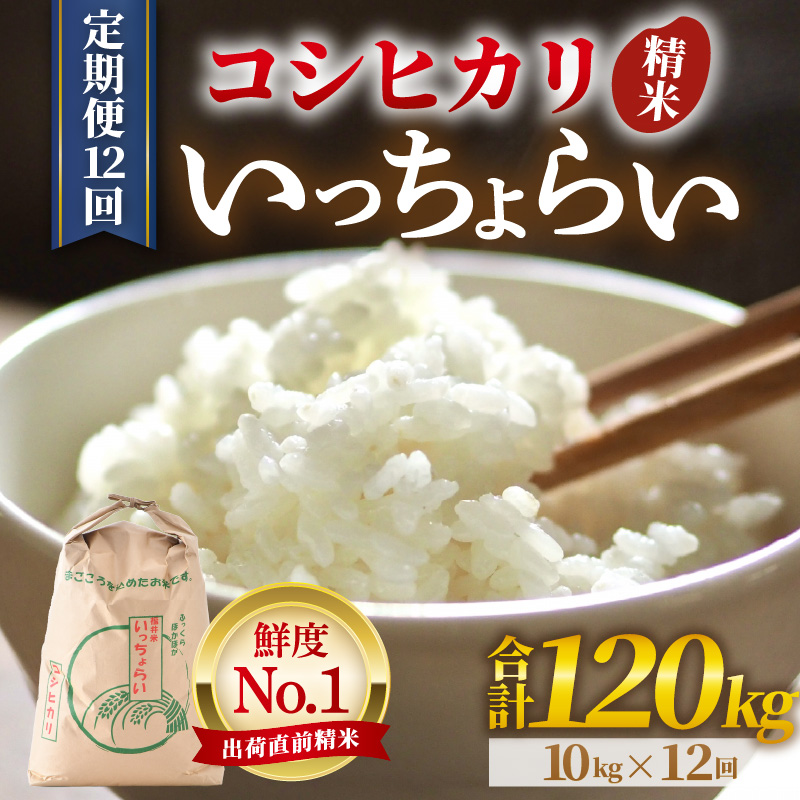 【令和7年産・新米】【一等米】《定期便12回》いっちょらい 精米 10kg × 12回（計120kg） ／ 福井県産 ブランド米 コシヒカリ ご飯 白米 新鮮 大賞 受賞 新米 福井県あわら産 [aw012-o006]