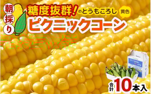 【先行予約】朝採り ピクニックコーン 黄色 10本入《生でも食べれる！希少品》 ／ 野菜 とうもろこし スイートコーン ※2026年6月上旬以降順次発送 [aw028-a007]