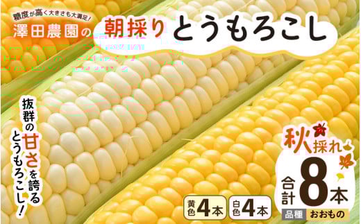 【先行予約】秋とうもろこし 黄色 白色 計8本 おおもの 朝採り ／ 期間限定 数量限定 ハウス栽培 産地直送 甘い ミックス スイートコーン 白い とうもろこし ホワイトコーン 野菜 あわら ※2026年10月10日より順次発送 [aw039-a012]