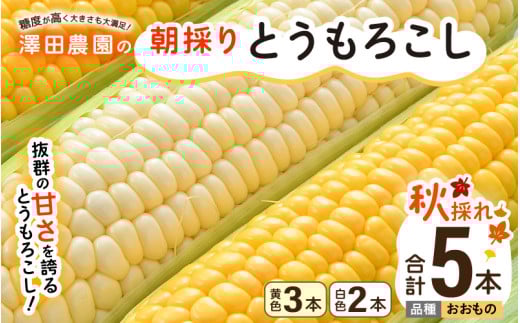 【先行予約】秋とうもろこし 黄色 白色 計5本 おおもの 朝採り ／ 期間限定 数量限定 ハウス栽培 産地直送 甘い ミックス スイートコーン 白い とうもろこし ホワイトコーン 野菜 あわら ※2026年10月10日より順次発送 [aw039-a014]