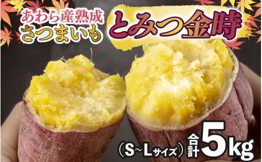 【先行予約】さつまいも とみつ金時 5kg（S～Lサイズ）あわら産 熟成 ／ 焼き芋 スイートポテト 農家直送 期間限定  野菜 常備【2025年12月中旬以降順次発送予定】 [aw041-a001]