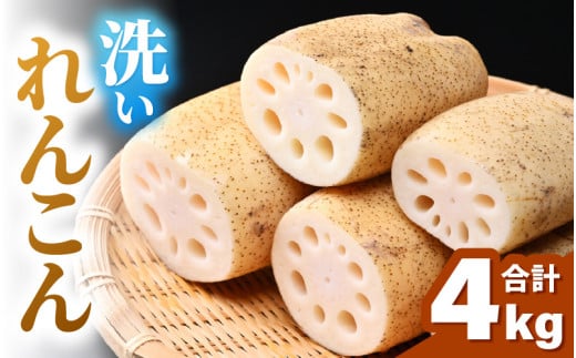洗いれんこん 4kg 《発送直前に収穫してお届け！》 シャキっとした歯触り！／ 有機肥料 低農薬 蓮根 レンコン 野菜 根菜 正月 [aw056-a013]