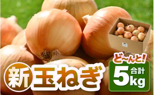 【先行予約】採れたて 新玉ねぎ 5kg（サイズ S M L ミックス）田んぼで育てた甘くて柔らか自慢の玉ねぎ！※2026年6月以降順次発送予定  ／ 野菜 万能 料理 常備 玉葱 BBQ たまねぎ 玉ネギ 甘い [aw056-a019]