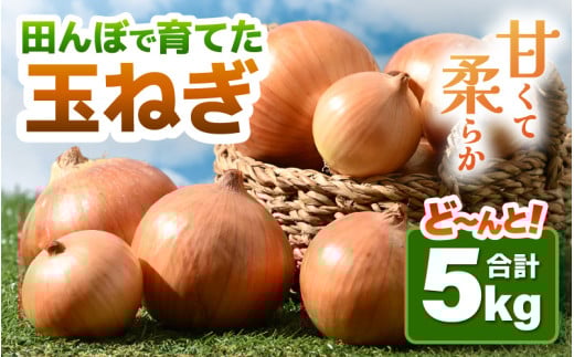 【先行予約】玉ねぎ 5kg（サイズ S M L ミックス）田んぼで育てた甘くて柔らか自慢の玉ねぎ！／ 野菜 万能 料理 常備 玉葱 BBQ たまねぎ 玉ネギ サラダ スープ ※2026年7月上旬より順次発送予定 [aw056-a021]