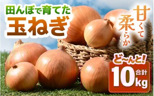 【先行予約】玉ねぎ 10kg（サイズ S M L ミックス）田んぼで育てた甘くて柔らか自慢の玉ねぎ！／ 野菜 万能 料理 常備 玉葱 BBQ たまねぎ 玉ネギ サラダ スープ ※2026年7月上旬より順次発送予定 [aw056-a022]
