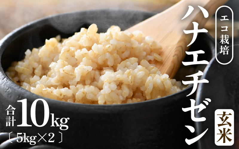 【先行予約】【令和8年産 新米】 エコ栽培ハナエチゼン 玄米10kg （5kg×2袋） ／ 鮮度抜群 福井県産 はなえちぜん ご飯 新鮮 玄米 ※2026年9月上旬以降順次発送予定 [aw063-b009]