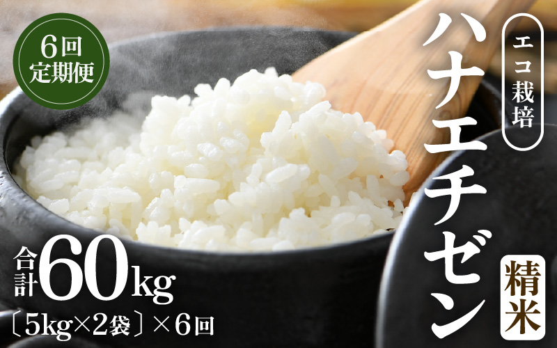 【先行予約】【令和8年産 新米】 定期便≪6ヶ月連続お届け≫エコ栽培ハナエチゼン 精米 10kg×6回（計60kg）／ 鮮度抜群 福井県産 はなえちぜん ご飯 新鮮 白米 ※2026年9月上旬以降順次発送予定 [aw063-k002]