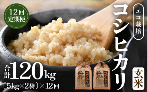 【先行予約】【令和8年産 新米】《定期便12回》エコ栽培コシヒカリ 玄米10kg（5kg×2袋）計120kg ／ 鮮度抜群 福井県産 こしひかり ご飯 新鮮 玄米 ※2026年10月上旬以降順次発送 [aw063-o002]