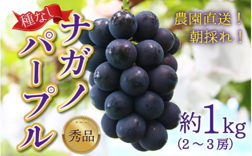 【先行予約】【種なし】上野梨園のナガノパープル 約1kg 【朝採れ】【秀品】農園直送【上野の葡萄】 / ぶどう フルーツ 果物 くだもの 贈答 お土産 種なし 旬 皮ごと食べる ポリフェノール 美容 レスベラトロール ぶどう狩り 巨峰  甘い 大粒 新鮮 濃厚 ※2026年8月下旬より順次発送 [aw077-a015]
