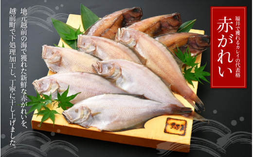 干物 セット 赤がれい 一塩干し 大サイズ （1尾 × 9パック入り）1尾約170g【福井県産 赤カレイ 小分け 個包装 詰め合わせ 保存料・着色料 無添加 おかず 惣菜 冷凍食品】 [e04-a090]