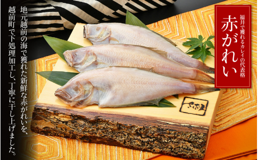 干物 セット 赤がれい 一塩干し 大サイズ （1尾 × 3パック入り）1尾約170g【福井県産 赤カレイ 小分け 個包装 詰め合わせ 保存料・着色料 無添加】 [e04-a091]