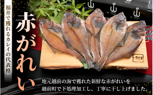 干物 セット 赤がれい 一塩干し 大サイズ （1尾 × 5パック入り）1尾約170g【福井県産 赤カレイ 小分け 個包装 詰め合わせ 保存料・着色料 無添加 おかず 惣菜 冷凍食品】 [e04-a092]