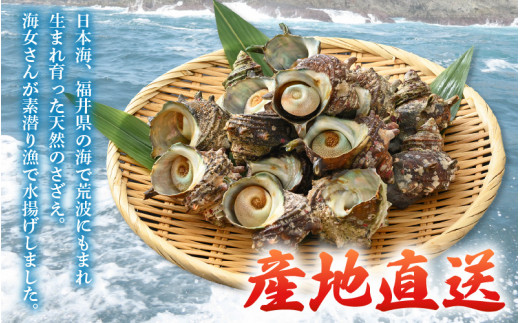 【先行予約】 天然 さざえ ボイル済 13～15個入 1kg（500g × 2袋）産地直送でお届け！ 【2026年6月中旬より順次発送】【越前町産 栄螺 サザエ 冷凍 小分け 海鮮 BBQ バーベキュー】 [e14-a010] 