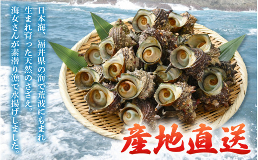 【先行予約】天然 さざえ ボイル済 26～30個入 2kg（500g × 4袋）産地直送でお届け！【2026年6月中旬より順次発送】 【越前町産 栄螺 サザエ 冷凍 小分け 海鮮 BBQ バーベキュー】 [e14-a011]