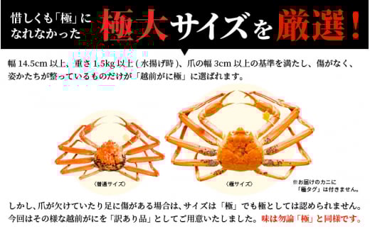 【訳あり】越前がに本場の越前町からお届け！ 越前がに 浜茹で 極サイズ（生で1.5kg以上） × 1杯 味は「極」同様！かにの食べ方しおり付き【1月発送分】希望日指定可 備考欄に希望日をご記入ください [e14-x013【】01]