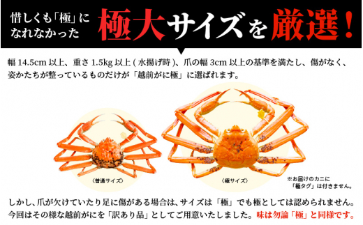 【訳あり】数量限定 シーズン最後のかに 越前がに本場の越前町からお届け！ 越前がに 浜茹で 極サイズ（生で1.5kg以上） × 1杯 味は「極」同様！かにの食べ方しおり付き【3月発送分】 [e14-x013【】03]