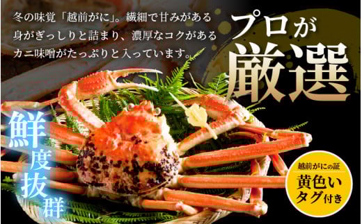 越前がに本場の越前町からお届け！≪浜茹で≫越前がに 中サイズ（生で900g以上）× 2杯 合計1.8Kg以上 食べ方しおり付【3月発送分】希望日指定可 備考欄に希望日をご記入ください [e14-x016【】03]