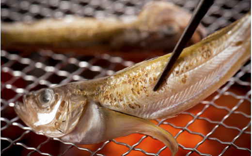 越前産 はたはた 「一夜干しハタハタ詰合わせ（7～9尾入り×5パック）」 [e15-a056]