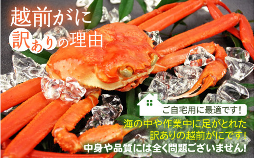 「訳あり 指折れ 越前がに（中）3杯」+ 「干しカレイ 6尾」 食べ方しおり かにスプーン付き【雄 ズワイガニ ずわいがに 越前ガニ 姿 ボイル 冷蔵 福井県】【2月発送分】希望日指定可 備考欄に希望日をご記入ください [e15-x007【】02]