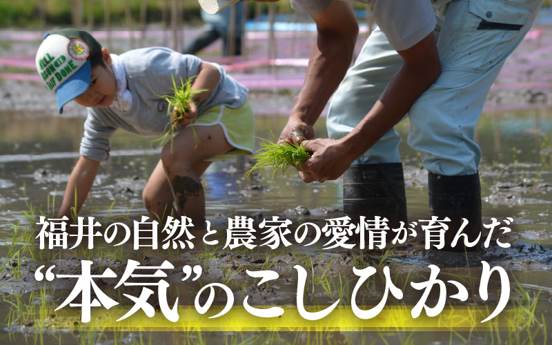 【令和7年産・新米】特別栽培米 こしひかり 5kg【白米】【こめ コシヒカリ 人気品種 ブランド米 5キロ 白米 精米 玄米 おにぎり うまい 福井県ブランド米 福井県産 農薬 50％減】 [e26-a012_01]