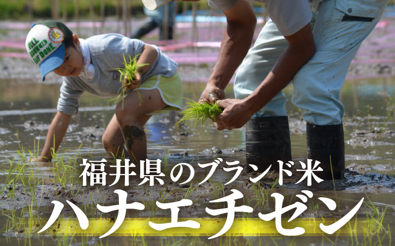 【令和7年産・新米】定期便 ≪3ヶ月連続お届け≫ ハナエチゼン 5kg × 3回（合計15kg）【白米】【お米 こめ はなえちぜん 華越前 人気品種 ブランド米 5キロ 白米 精米 玄米 おにぎり うまい 福井県ブランド米 福井県産】 [e26-c001【】01]