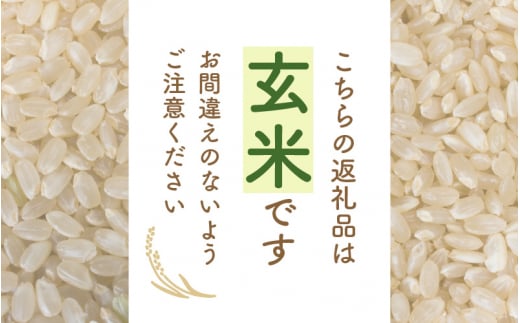 令和7年産 コシヒカリ 5kg 福井県産【玄米】【お米 こしひかり 5キロ 人気品種】 [e30-a101]