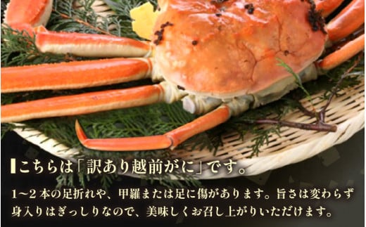 【訳あり】越前がに本場の越前町からお届け！ 越前がに 浜茹で 中サイズ（生で600～800g） × 1杯【かに カニ 蟹】【福井県 越前町 雄 ズワイガニ ボイル 冷蔵 越前ガニ 越前かに 越前カニ ずわいがに ずわい蟹 かに カニ 蟹】【2月発送分】希望日指定可 備考欄に希望日をご記入ください [e43-x009【】02]