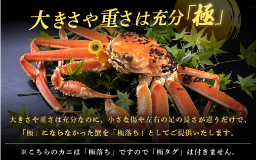 越前がに本場の越前町からお届け！ 越前がに 浜茹で 極落ち（生で約1.4kg以上） × 1杯 食べ応え旨味充分！【かに カニ 蟹】【福井県 越前町 雄 ズワイガニ ボイル 冷蔵 越前ガニ 越前かに 越前カニ ずわいがに ずわい蟹 かに カニ 蟹】【1月発送分】希望日指定可 備考欄に希望日をご記入ください [e49-x003【】01]