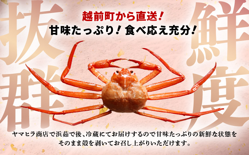 ≪浜茹で≫越前産 紅ずわいがに × 1杯（生で約750g～850g）【1月発送分】【紅ズワイガニ カニ かに 蟹】【紅ずわいがに】希望日指定不可 [e80-x002【】01]