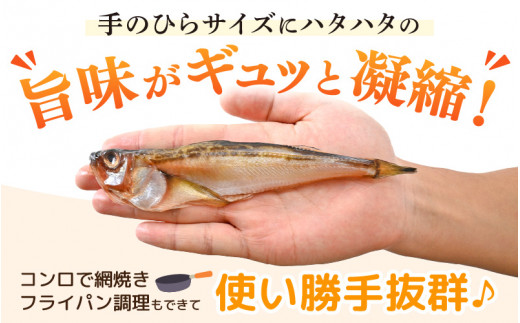越前産 干しはたはた（3～4尾）× 3パック 越前塩のみで仕上げた一塩干し！【干物 ひもの ハタハタ 海鮮 冷凍 個包装】 [e04-a108]