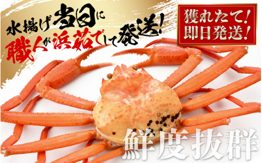 ≪浜茹で≫紅ずわいがに × 3杯 この道50年の職人が選びました！【紅ズワイガニ 紅ずわい蟹 かに カニ 蟹 姿 ボイル 冷蔵 福井県】【4月発送分】希望日指定可 備考欄に希望日をご記入ください [e04-x014【】04]