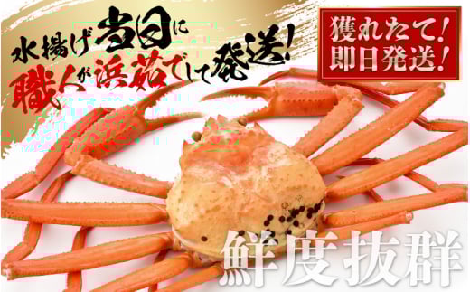 ≪浜茹で≫紅ずわいがに × 3杯 この道50年の職人が選びました！【紅ズワイガニ 紅ずわい蟹 かに カニ 蟹 姿 ボイル 冷蔵 福井県】【5月発送分】希望日指定可 備考欄に希望日をご記入ください [e04-x014【】05]