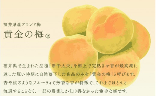 【先行予約】 夏の水羊羹！「黄金ゼリー」 250g × 3箱（計750g） 【2026年6月上旬以降発送予定】 自慢の白餡と「黄金梅」ピューレのコラボ！ [e07-a015]