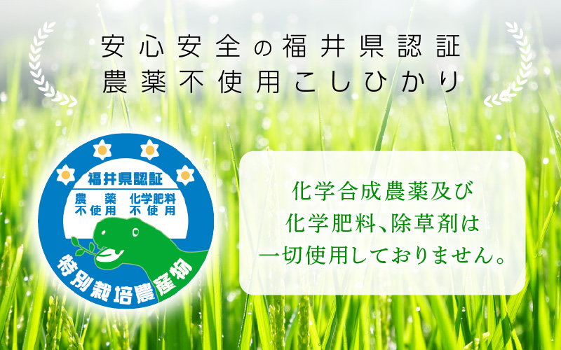 【令和7年産】農薬不使用 特別栽培米コシヒカリ10kg（5kg×2）【精米】福井県認証区分1取得「田んぼの天使」越前町 【10キロ お米 コメ 農薬化学肥料不使用 送料無料】 [e10-d005]
