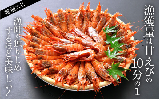 福井漁連 エビ2種 食べ比べセット 計1kg！「幻のエビ」越前えび500g & 越前甘エビ500g [e12-b009]