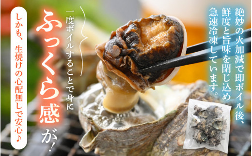 【先行予約】 天然 さざえ ボイル済 13～15個入 1kg（500g × 2袋）産地直送でお届け！ 【2026年6月中旬より順次発送】【越前町産 栄螺 サザエ 冷凍 小分け 海鮮 BBQ バーベキュー】 [e14-a010] 