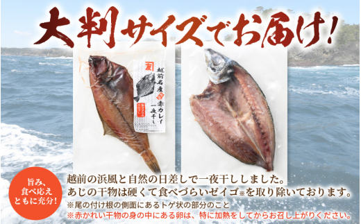 【訳あり】浜茹で 紅ずわいがに 2杯 & 大判干物「赤かれい・あじ」セット【越前産 紅ズワイガニ カニ かに 蟹 姿 ボイル 冷蔵 福井県】【4月発送分】希望日指定不可 [e14-x003【】04]